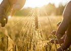 Льготные кредиты станут доступными для начинающих сельхозпроизводителей Льготные кредиты станут доступными для начинающих сельхозпроизводителей